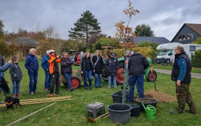 Pflanzen der geschenkten Eiche von der 1250-Jahr-Feier