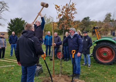 Pflanzen Eiche 1250-Jahr-Feier 2