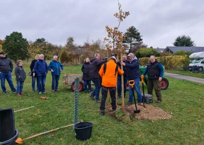 Pflanzen Eiche 1250-Jahr-Feier 3
